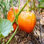خرید کدوحلوایی ارگانیک با قیمت عالی
