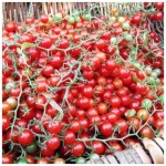 قیمت هر تن گوجه فرنگی خوشه ای ریز با بهترین کیفیت