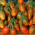 خرید بادمجان توگا مکزیکی با بهترین قیمت و کیفیت