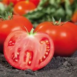 سفارش بدون واسطه گوجه فرنگی کبابی شیرین با قیمت مناسب
