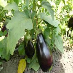 قیمت بی واسطه بادمجان با کیفیت در بازار بوشهر