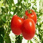 فروش عمده گوجه فرنگی ربی به قیمت کشاورز
