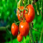 عرضه کلی گوجه فرنگی خوشه ای شیرین با قیمت رقابتی