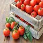فروش گوجه صادراتی گلخانه ای به صورت عمده