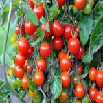عرضه مستقیم بهترین گوجه گیلاسی قرمز از بازار خرمشهر