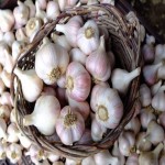 قیمت سیر تازه ارگانیک با درجه کیفی بالا