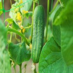 فروش عمده خیار گلخانه ای قلمی درجه یک با بهترین قیمت