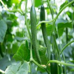 بهترین قیمت عمده خیار گلخانه ای مرغوب در بازار تره بار تهران