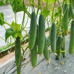 سفارش عمده خیار گلخانه ای با قیمت مقرون به صرفه در تهران