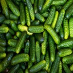 فروش مستقیم خیار قلمی ریز ارگانیک با کیفیت بالا