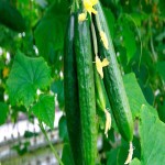 قیمت فروش عمده خیار گلخانه ای با کیفیت بالا
