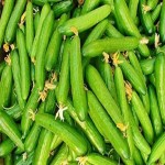 خرید خیار قلمی تازه با قیمت های مناسب وبهترین کیفیت