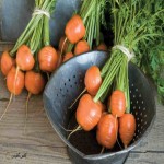 قیمت فروش هویج گرد گلخانه ای به صورت عمده