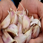 قیمت خرید عمده سیر حبه درجه یک با عطر و بوی عالی