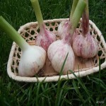 خرید و فروش سیر ریز با قیمتی مقرون به صرفه