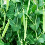 فروش بی نظیر نخود فرنگی درجه یک و با کیفیت صادراتی با قیمت پای مزرعه
