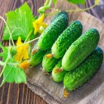 خرید خیار سبز قلمی دستچین با قیمت مناسب وبه صرفه