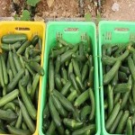 خرید خیار سبز محلی با قیمت های مناسب وبا کیفیت