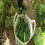 فروش عمده ای خیار سبز محلی با بهترین قیمت های بازار به شهر قزوین