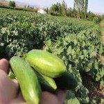 خرید انواع خیار سبز با قیمت مناسب و کیفیت عالی