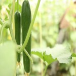 فروش عمده ای خیار سبز قلمی با قیمت مناسب