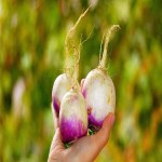 فروش عمده شلغم با بهترین کیفیت در کشور