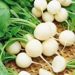 خرید شلغم در اصفهان با بهترین کیفیت و تناژ بالا