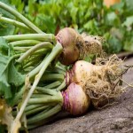 فروشندگان قیمت مناسب شلغم تازه در اصفهان