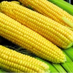 فروش شیربلال رسمی به قیمت مناسب