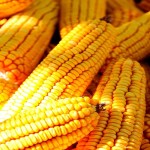 خرید و فروش بی واسطه بلال شیرین با قیمت پایین