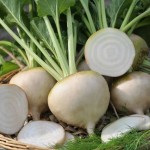 خرید و فروش شلغم در بازار رقابتی شهر اصفهان