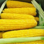 خرید اینترنتی انواع بلال تازه با قیمتی اقتصادی