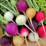فروش عمده شلغم خام ممتاز به صورت تازه