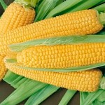 خرید و فروش شیر بلال تازه در بازار بوشهر