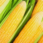 خرید و فروش شیر بلال تازه پای مزرعه با قیمت عمده