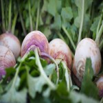 بهترین قیمت خرید شلغم در میدان تره بار شیراز