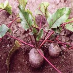 فروش مستقیم لبو قرمز خونی با قیمت های به صرفه