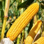 فروش بلال شیرین درجه یک با تناژ بالا