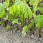 خرید وفروش لبو قرمز درجه یک با قیمت های مناسب