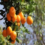 خرید عمده انواع نارنگی شمال با قیمتی مناسب و باورنکردنی