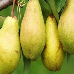 فروش عمده گلابی شاه میوه با نازلترین قیمت