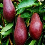 سفارش عمده گلابی قرمز میانه