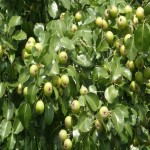 قیمت روز گلابی وحشی درشت