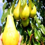 سفارش خرید گلابی بیروتی درجه یک