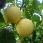قیمت گلابی معطر سبز شیرین و گلابی تازه در دبی