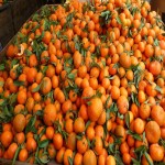 سفارش نارنگی نوبرانه شمال با قیمتی ویژه