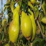 سفارش جعبه گلابی دسر لوکس به صورت عمده