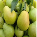 فروش داغ گلابی طلایی تازه ایرانی