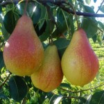 خرید میوه تازه گلابی خوشمزه با قیمت های رقابتی