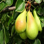 عمده فروشی گلابی طلایی تازه با کیفیت خوب از ترکیه